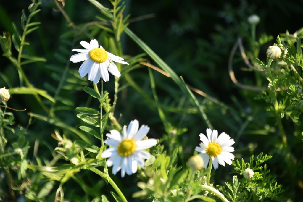 4-4-20 flowers 059 (1024x683).jpg